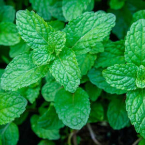 Peppermint Herb Seeds