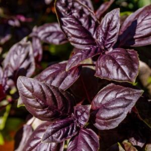 Red Basilicum Ocimum Red Osmin