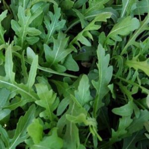 Rocket Arugula Wild Cut Leaves Herb Seed