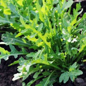Rocket Cultivated Herb Seeds