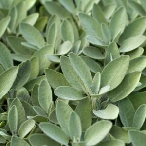 Sage Herb Seeds