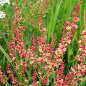 Sorrel Herb Herb Seeds