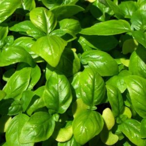 Sweet Basil Genovese Green Classic Herb Seeds