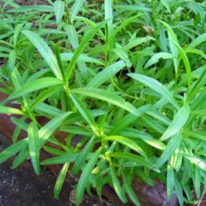 Tarragon Herb Seeds