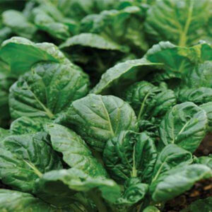 Tatsoi Spinach Mustard Green Vegetable Seeds