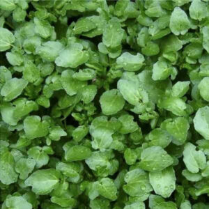 Water Cress Herb Seeds