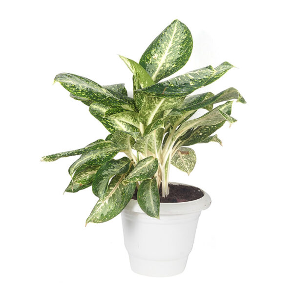 Aglaonema Plant with Planter