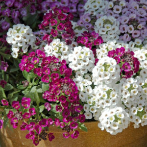 Alyssum Mix Flowering Seeds