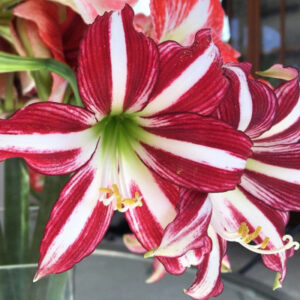 Ameraj Lili Purple & White Shaded Flower Bulbs