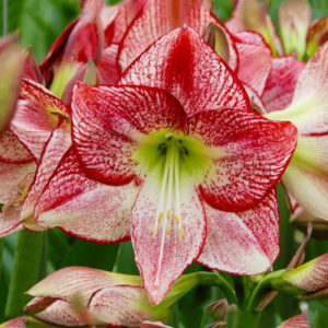 Ameraj Lili Red & White Shaded Flower Bulbs