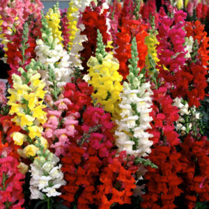 Antirrhinum Dwarf Mixed Flowering Seeds