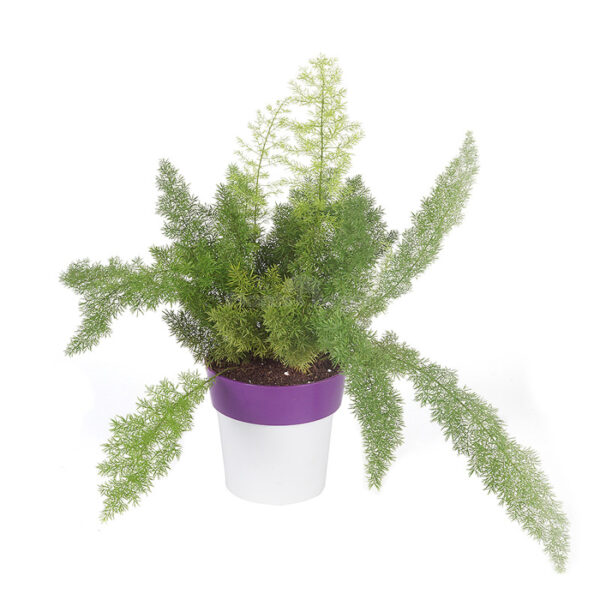 Asparagus Foxtail - Fern Plant with Planter