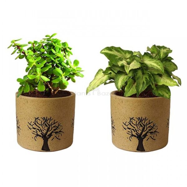 Syngonium And Jade Plant Combo
