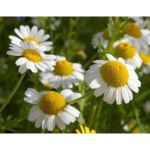 Babuna White Flowering Seeds