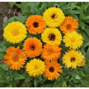 Calendula Doppio Mixed Flowering Seeds
