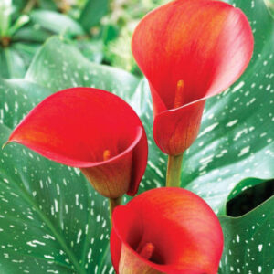 Calla lily Red bulb