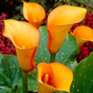 Calla lily Yellow bulb