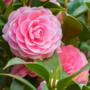 Camellia (Pink) Flower Plant