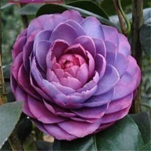 Camellia (Purple) Flower Plant