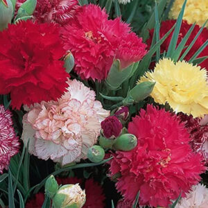 Carnation mixed Flowering Seeds