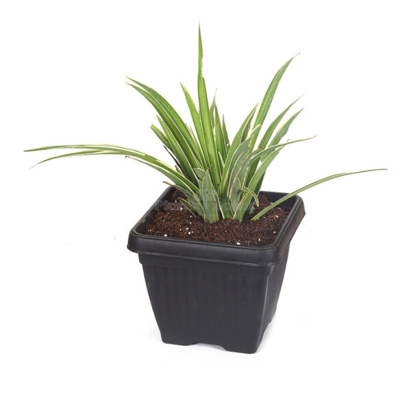 Chlorophytum Comosum - Spider Plant with Planet