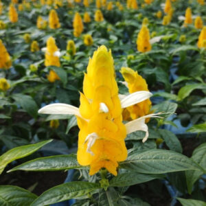 Crossandra Yellow Flower Plant