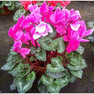 Cyclamen Persicum Plant