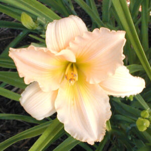 Daylily Pink Color Flower Bulbs