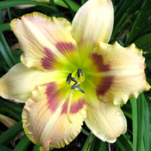 Daylily Purple & White Share Flower Bulbs