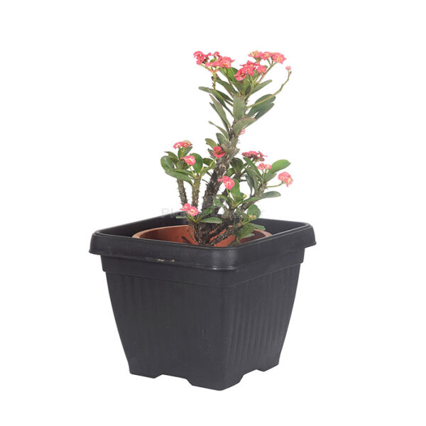 Euphorbia Milii Dwarf Plant with Planter