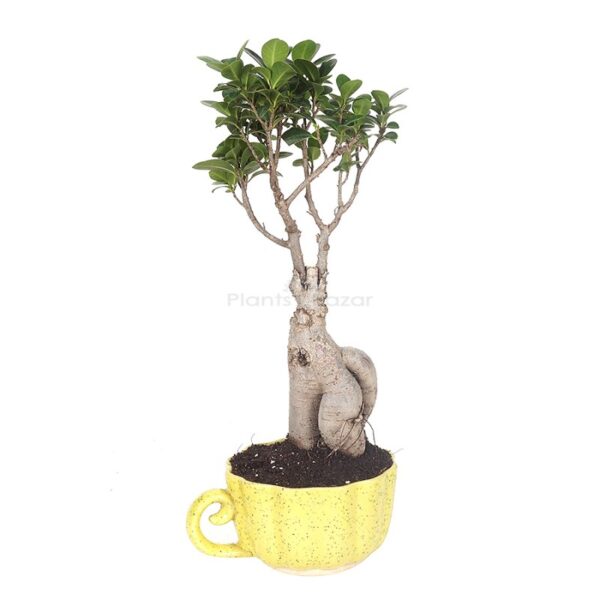Ficus Bonsai Plant with Planter