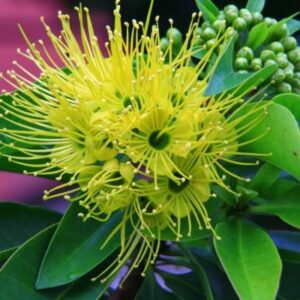First Love Green Yellow Plant
