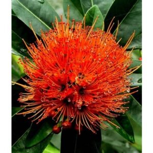 First Love Red Plant