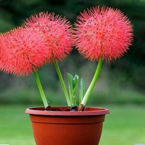 Futbol Lili Bulbs