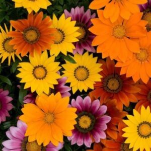 Gazania Flowers Plant