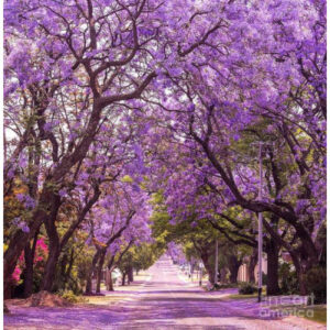 Jacaranda (Pink) Flowers Plant