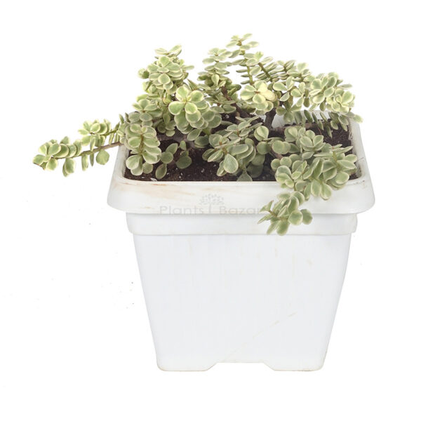 Jade Variegated Plant with Planter