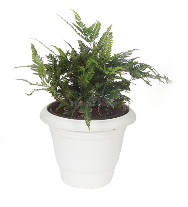 Leather Fern/Rumohra Adiantiformis with Planter