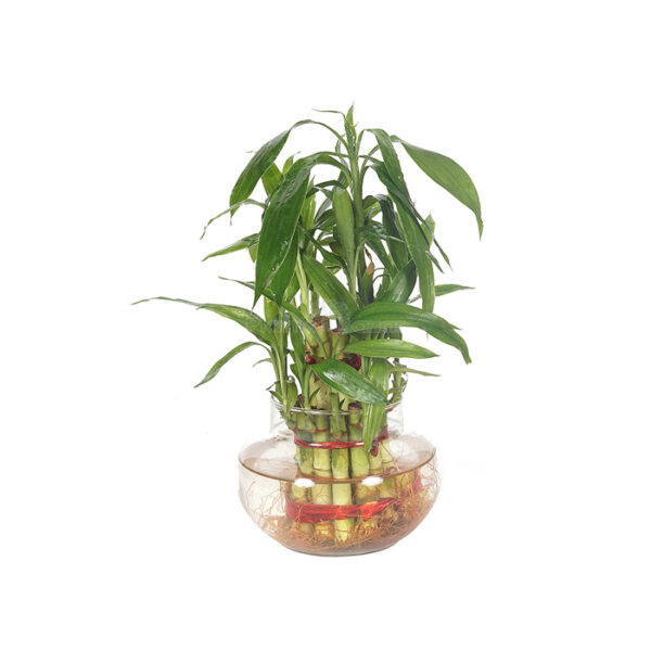 Lucky Bamboo - 3 Layer Plant