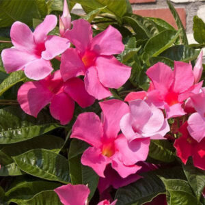 Mandevilla (Pink) Flower Plant
