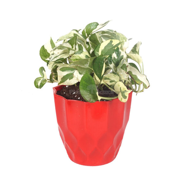 Money Plant Enjoy with Planter