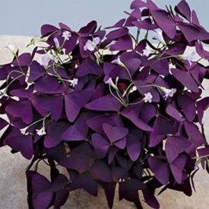 Oxalies Butter Fly Flowers Bulb