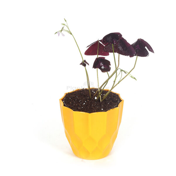 Oxalis Triangularis (Butterfly Leaf Plant) Plant with Planter