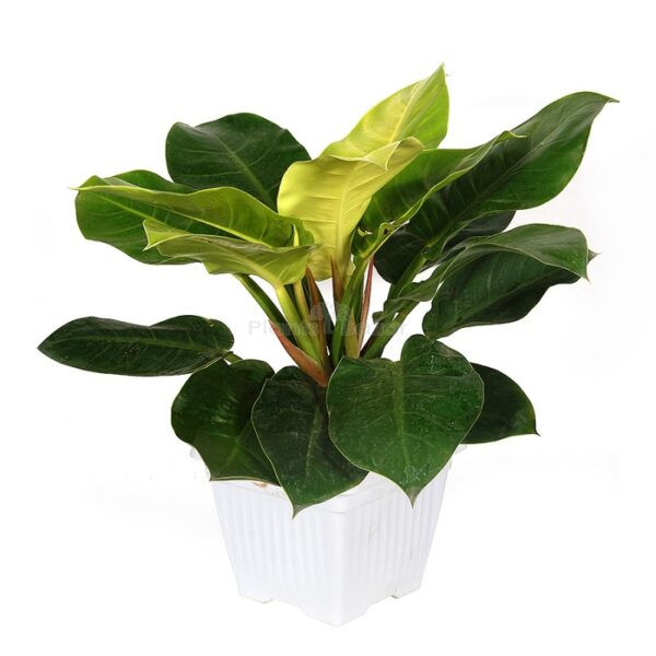 Philodendron Moonshine Plant with Planter