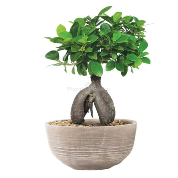 Ficus Bonsai Plant with Planter