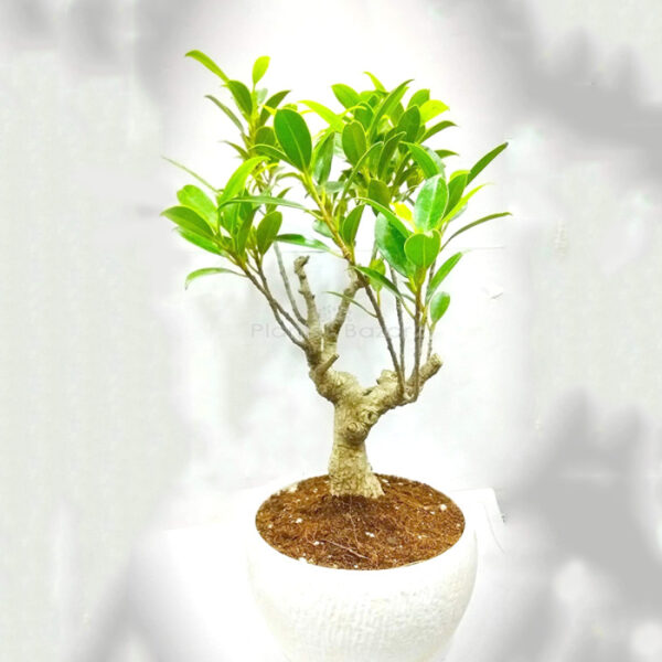 Ficus I Shape Bonsai