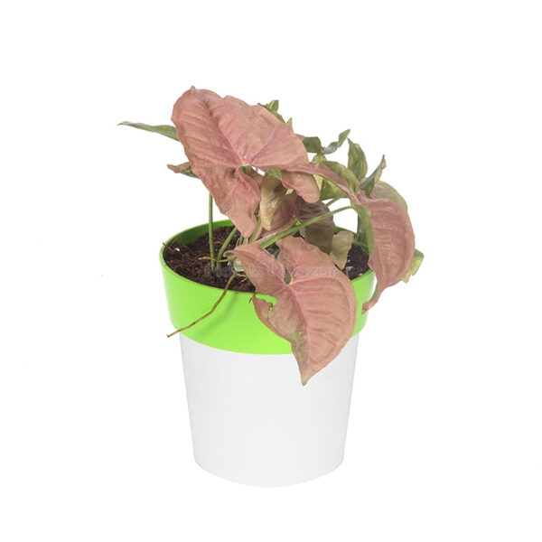 Syngonium Pink Plant with Planter